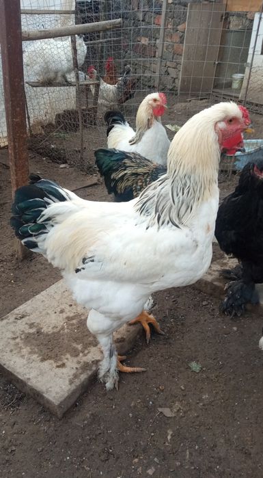 Vând 2 cocoși brahma albi HD