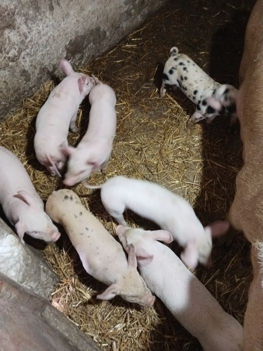 Păsări de obor Crescute natural