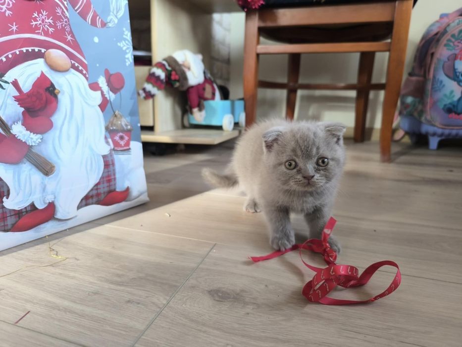 Сини британски и шотландски клепоухи котенца