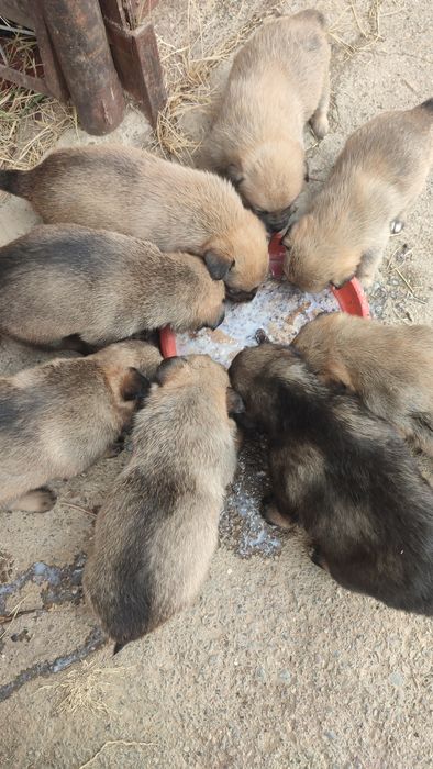 Отдам в хорошие добрые руки щенков