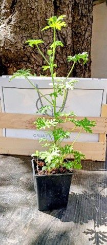 Drusaim planta in ghiveci