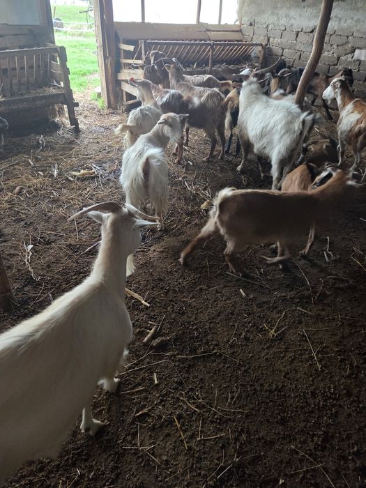 Vând 5 capre tinere