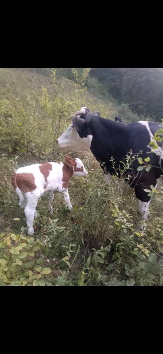 Vaca cu vitel de vanzare