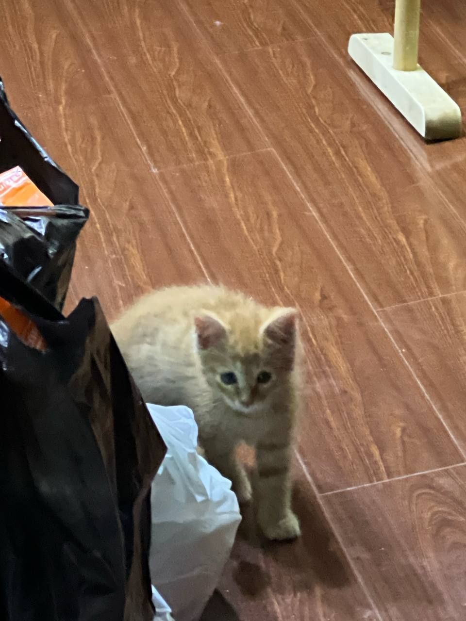 Котята в хорошие руки