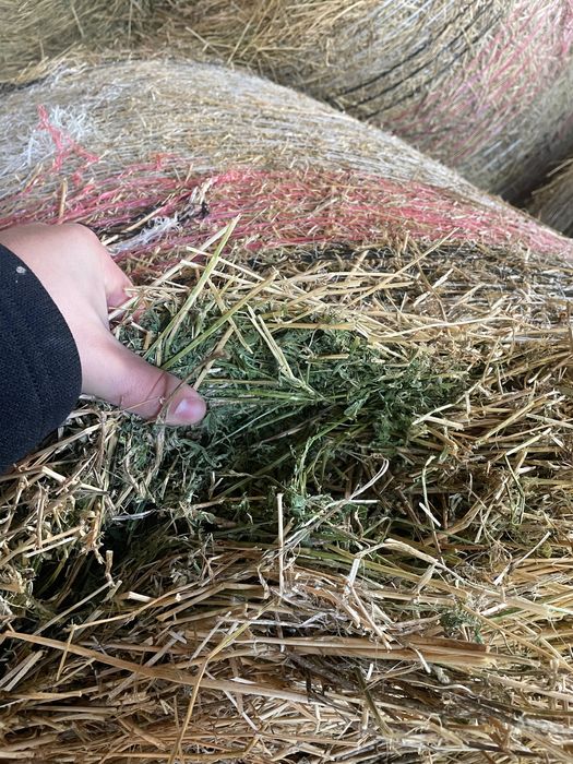 Vand Baloti Lucerna si Fan