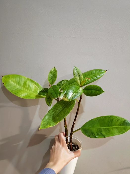 Цветы орхидеи филодендрон