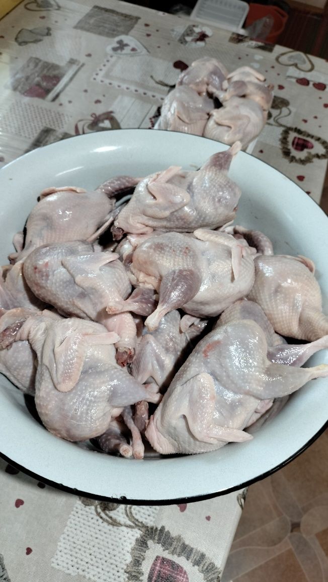 Продам мясо перепелов