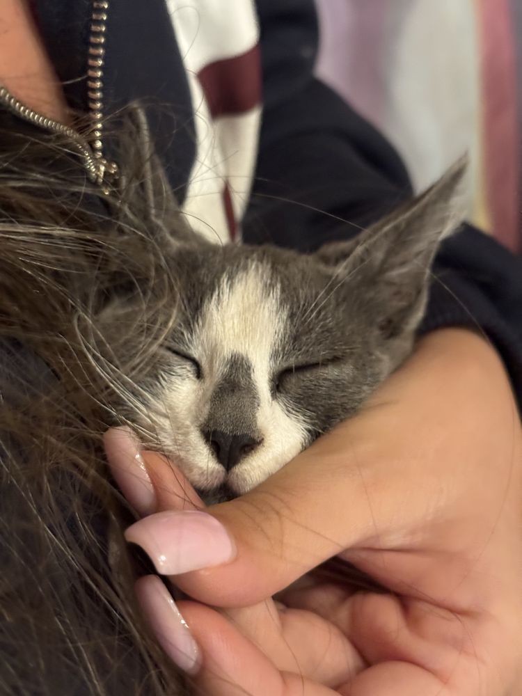 ПОДАРЯВАМЕ котенце Сива