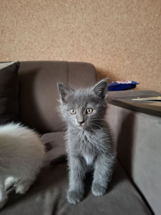 Продаются котята