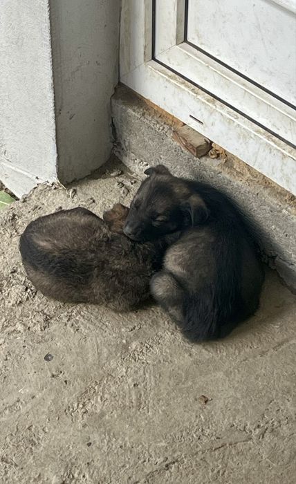 Donez cațeluși  dragalași .