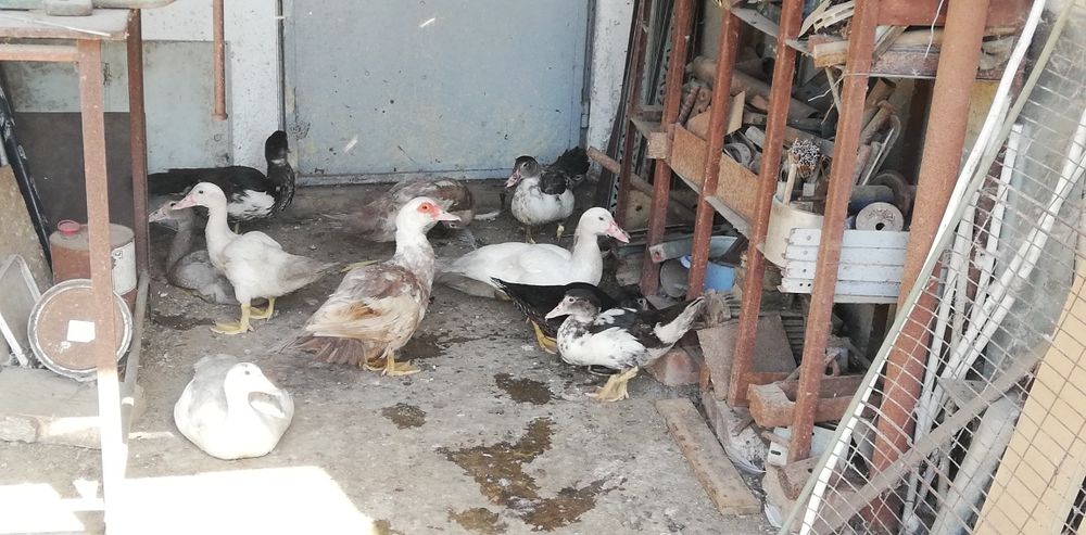 Păsări de curte gâște românești pletoase și rațe leșești și românești