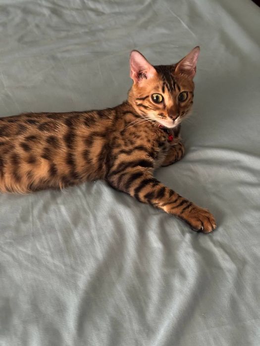 Продаётся бенгалский