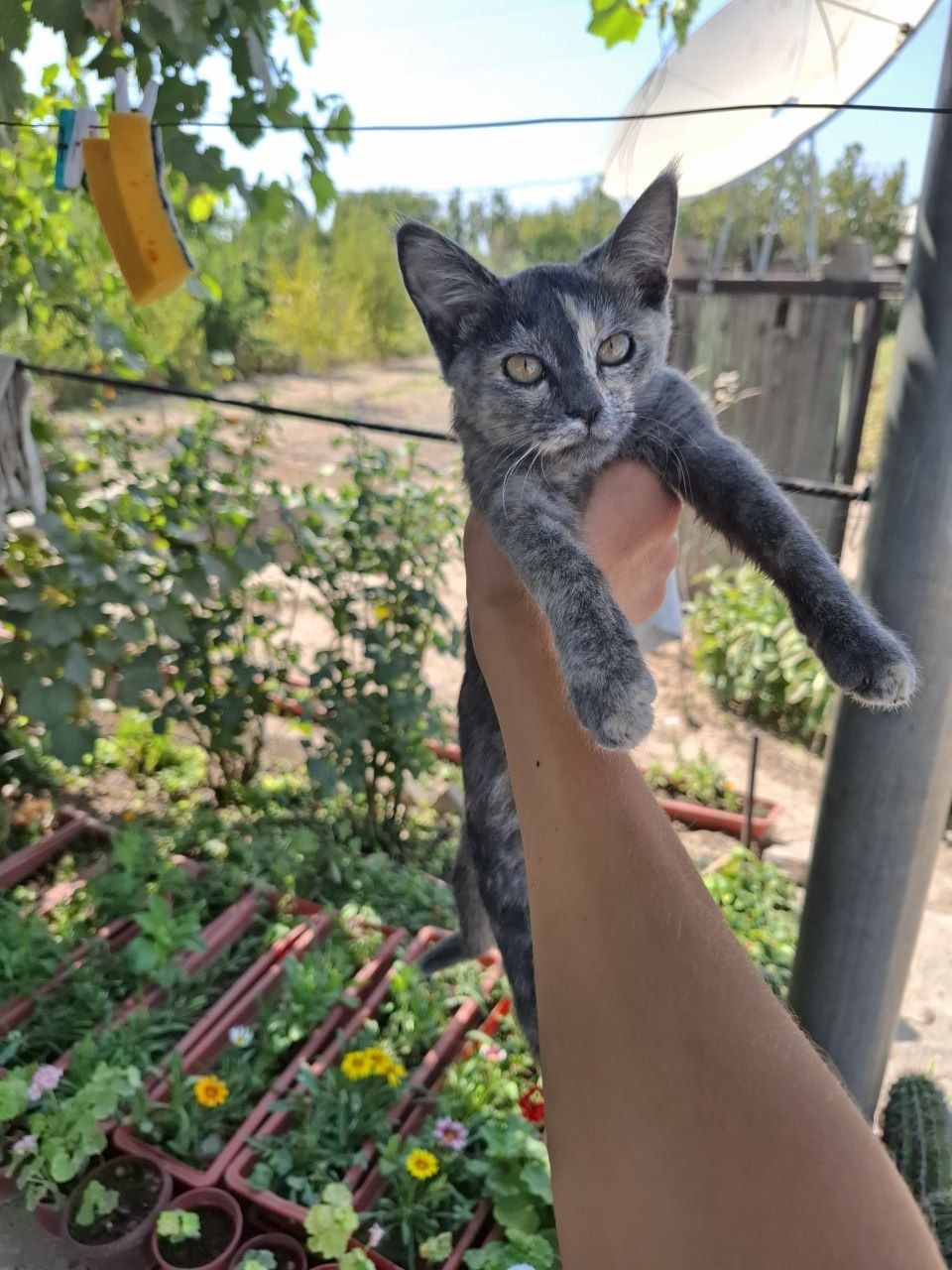 Отдам котят в хорошие руки