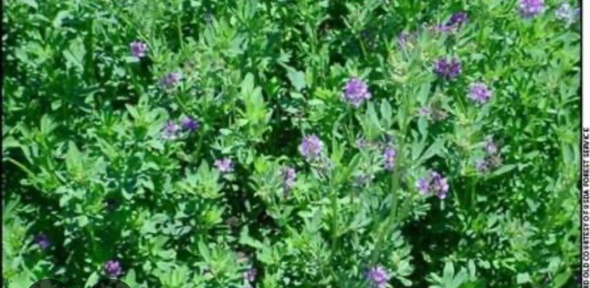 Беда ер қўй боқиш учун берилади