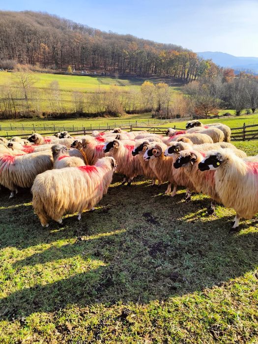 Disponibile oi breze