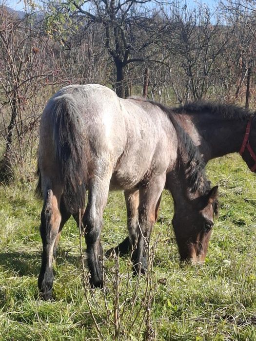Vând 2 manj de 6 luni