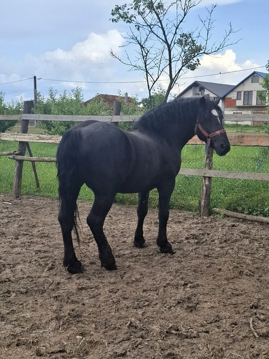 De vânzare armăsar