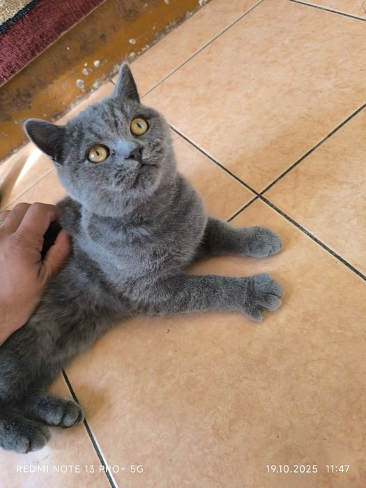 Scotish strayt soglim oʻgʻil bola