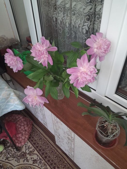 Продаю Кусты Пионов