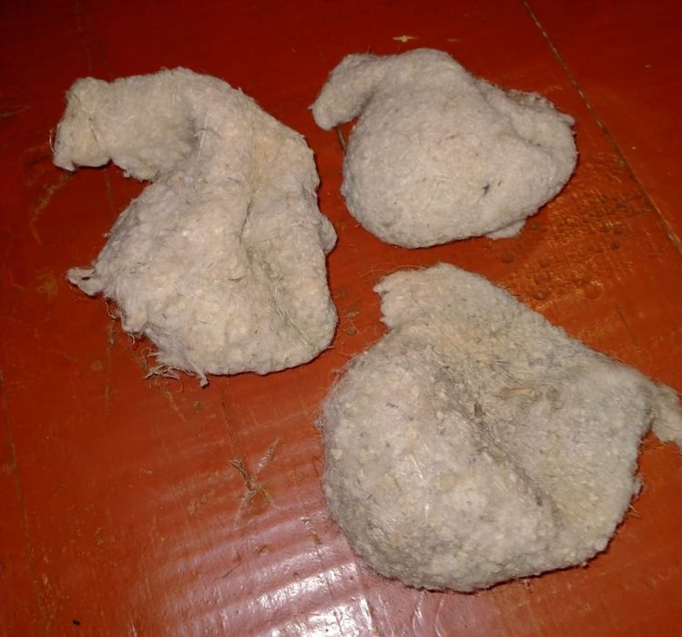 құрқылтайдың ұясы