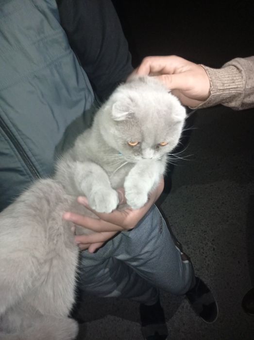 Scotish strayt ogl bola 1 yosh privkasidan otgan