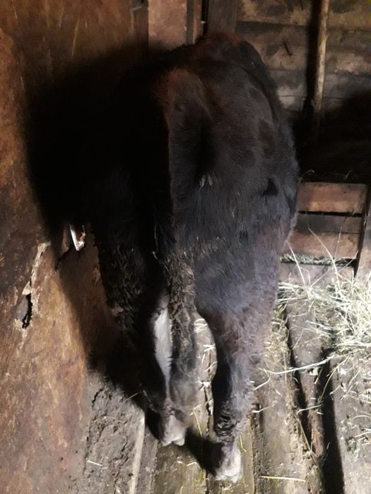 Vitei angus romanesc