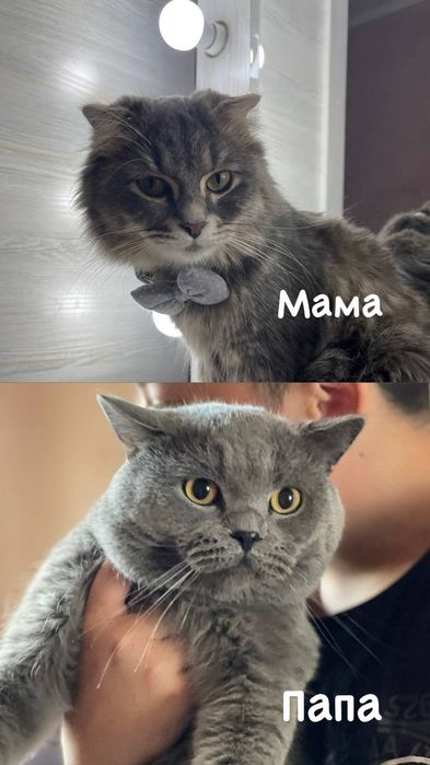 Продаются котята Британский Скотиш!