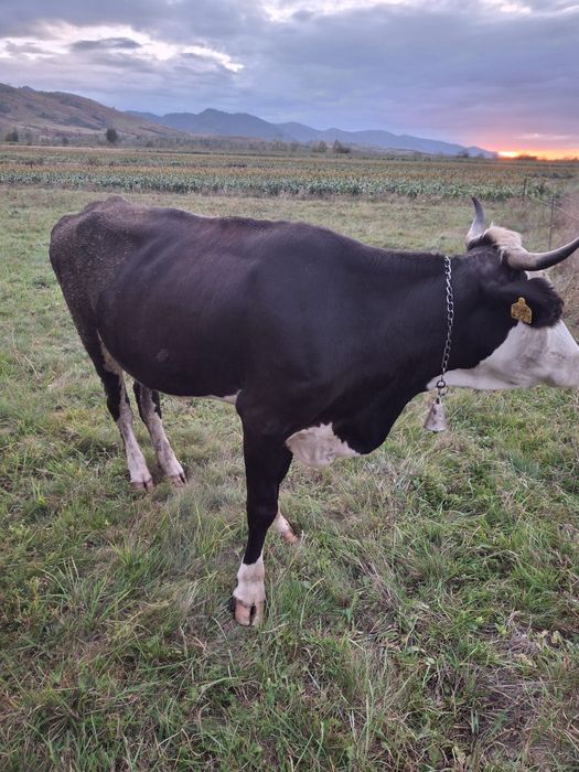 Vand vaca baltata romaneasca