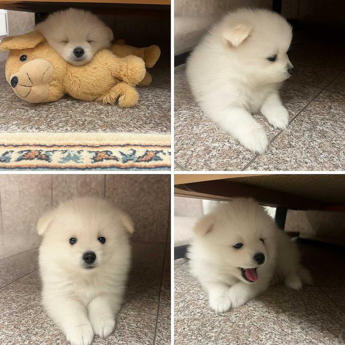 Померaн Мини Шпиц Идеален коледен и новогодишен подарък