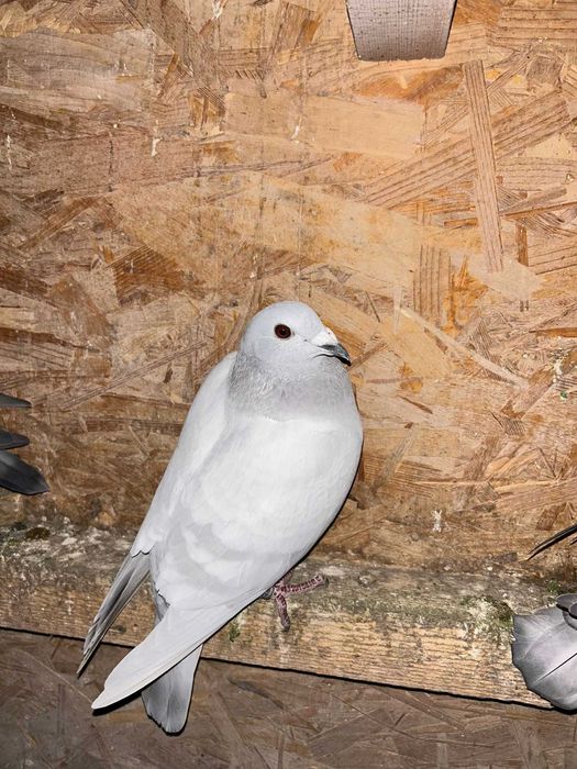 Vand porumbei voiajori milky