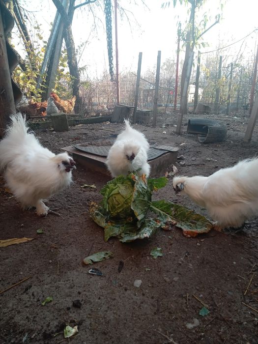 De vânzare Cocosi de mătase japoneza și Australop