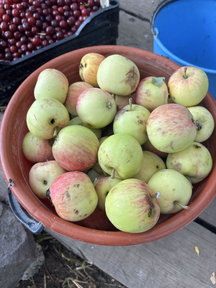 Продам яблоки(падалица)