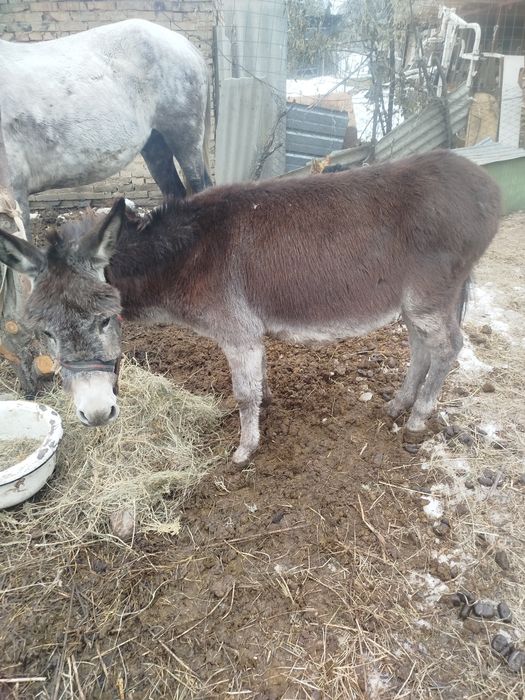 Есек сатылады арбаға үйренген