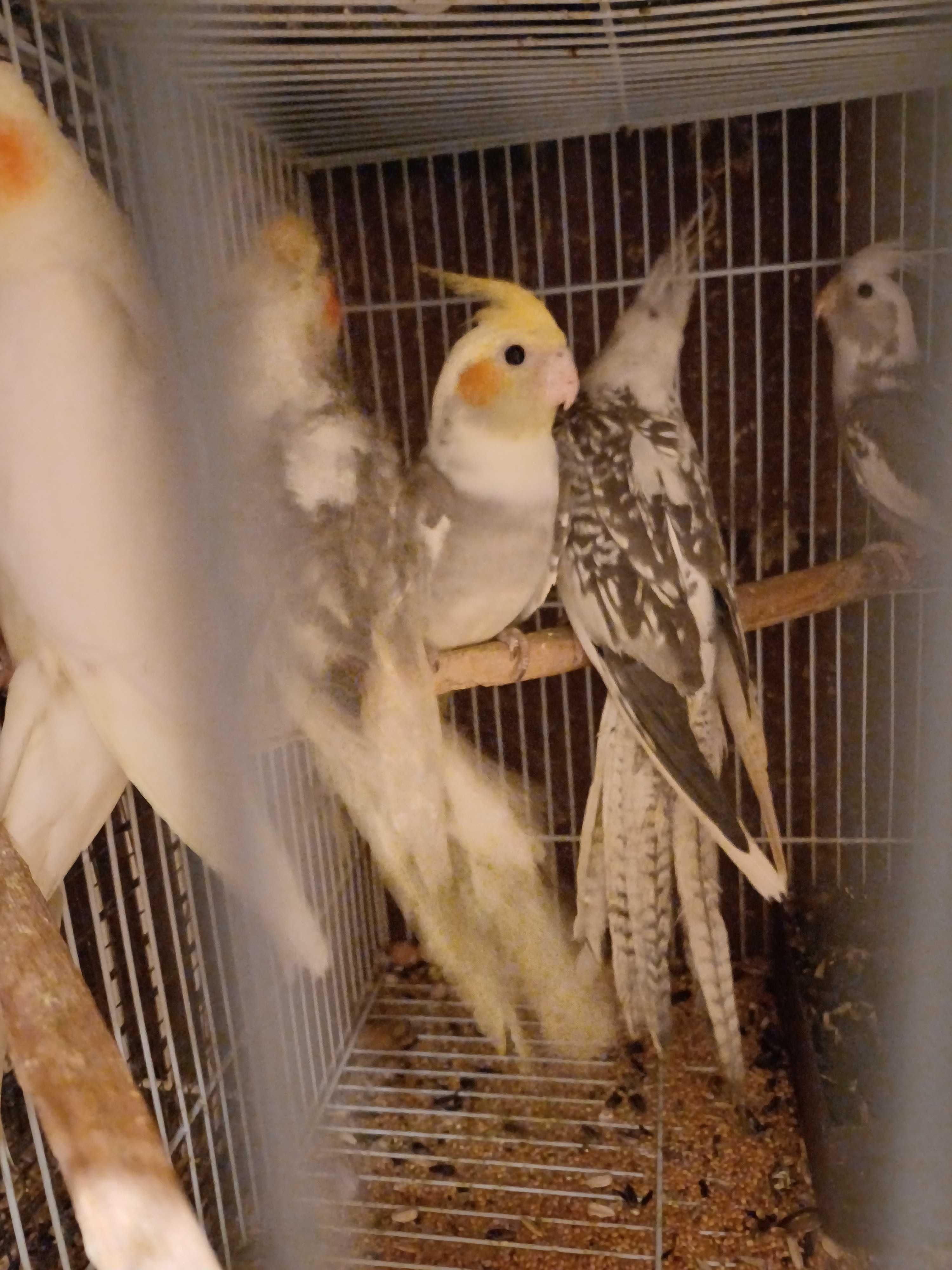 Vând perusi pui,maturi cântatori nimfe kakariki rosella  turturele .