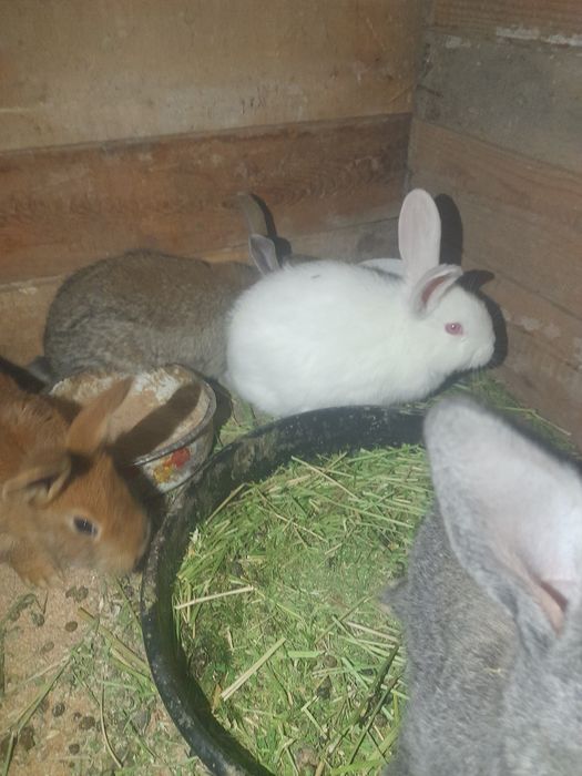 Кожек сатылады продаётся породистых кролчата