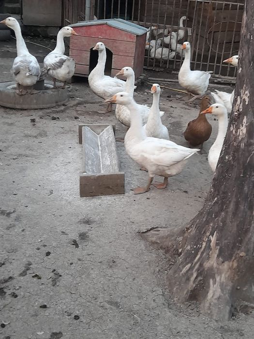 Gâște albe românești