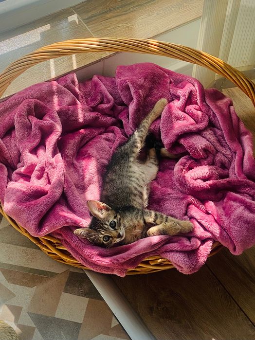 Подаряваме женско коте