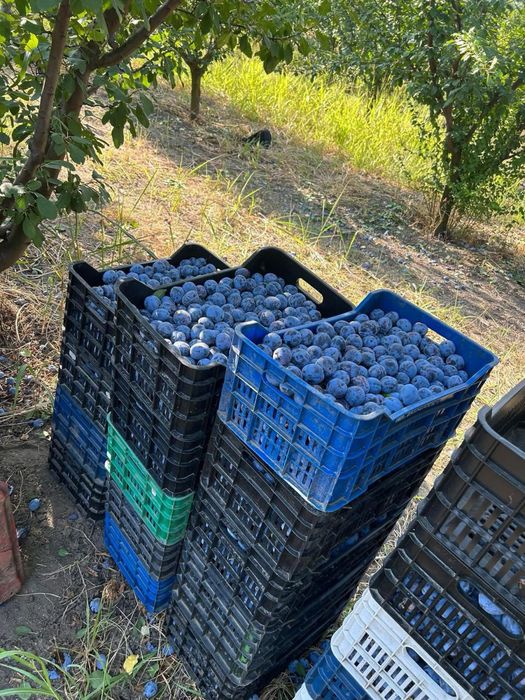 Vand prune pentru tuica 100% coapte