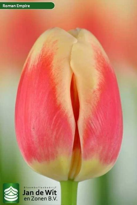 Луковицы тюльпанов (Лола)