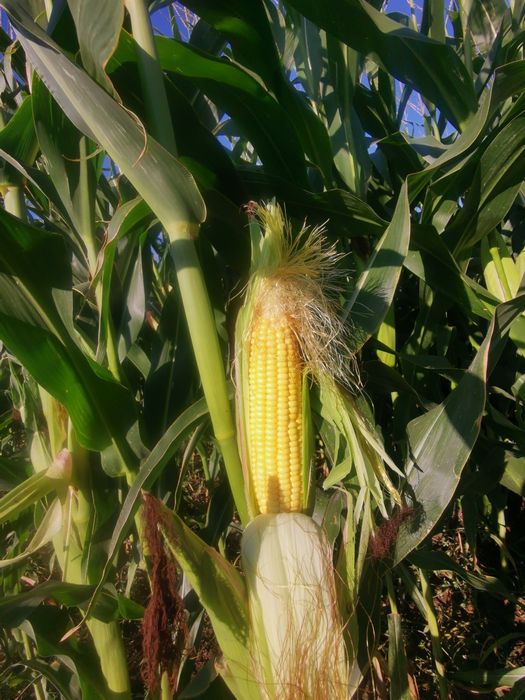 Porumb de fiert 3 lei bc