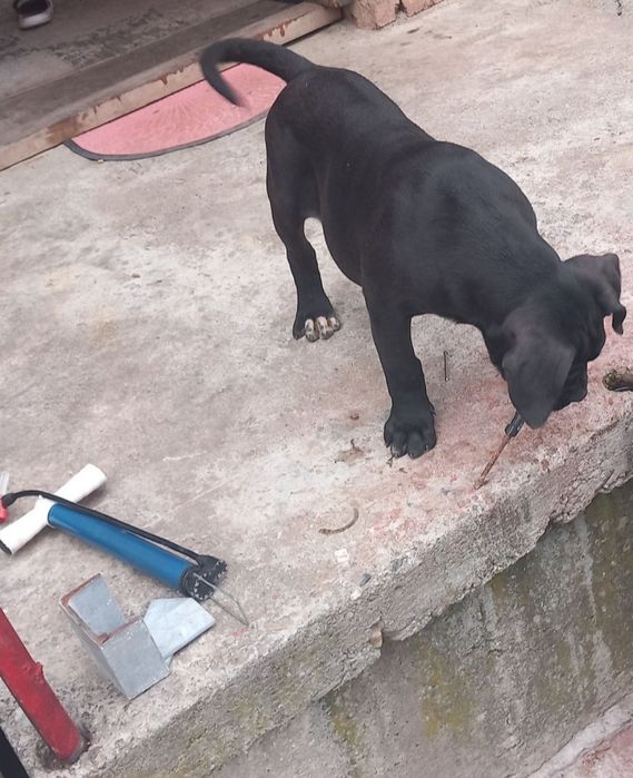 Кане Корсо Хубаво