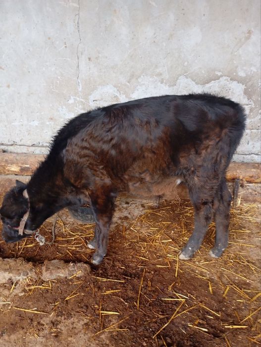 Ona-bola sigir.  корова с телёнком

Продаётся корова с телёнк