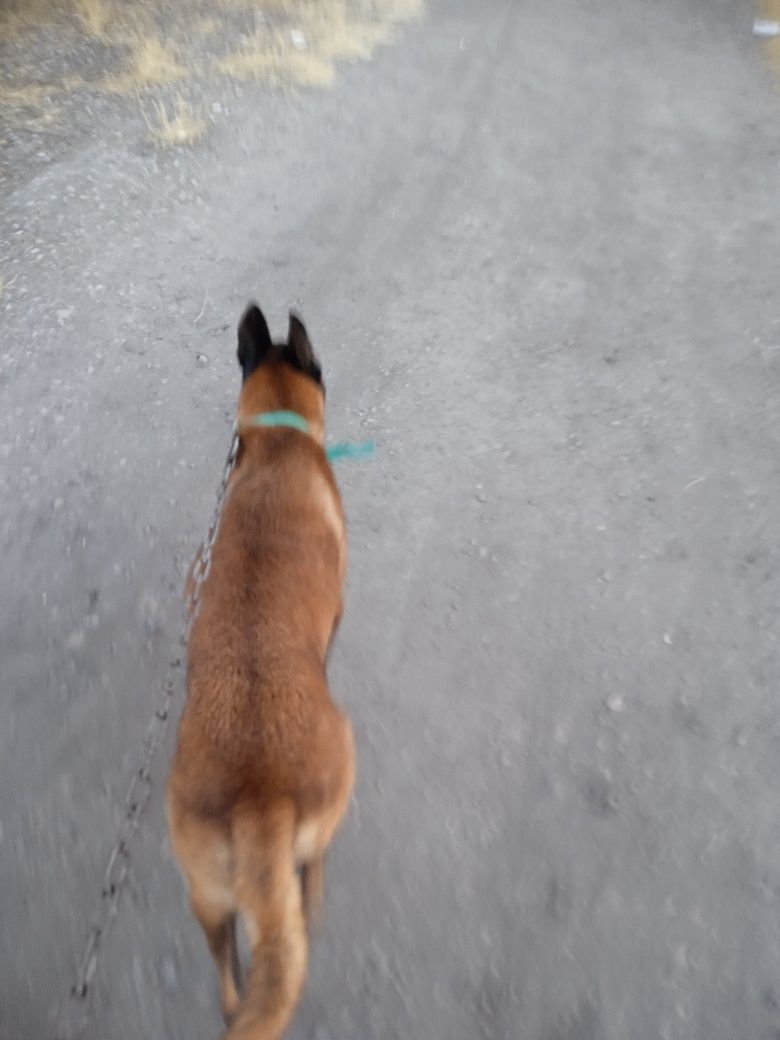 Malinova sotiladi narxni kelwamz