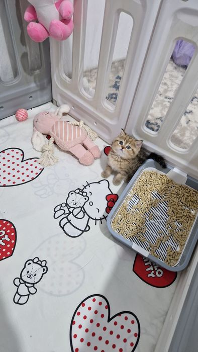 Мушук зотдор  кошка  котёнок