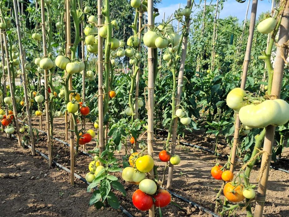 Închiriez teren gradina urbana pentru recreere - București