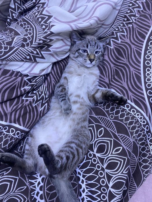 Отдам кота в хорошие руки.1,5 года