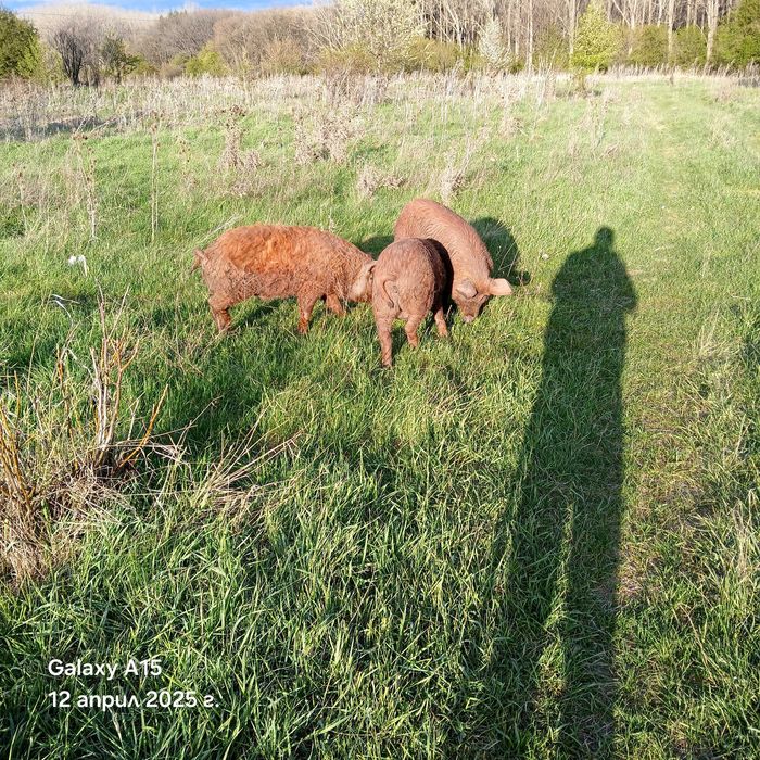 Продавам прасета дюрок