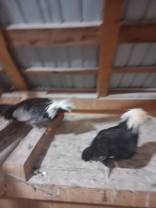 Cocosi motata olandeza