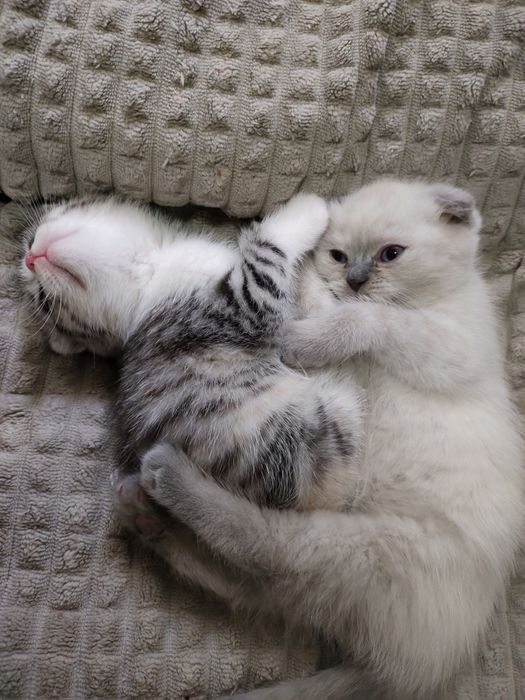 Продаются породистые котята скотиш фолды