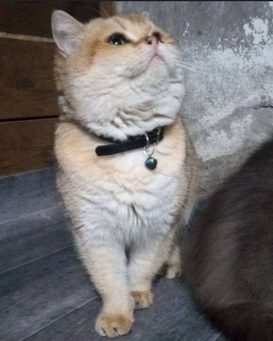 Shinshila straight mushugi